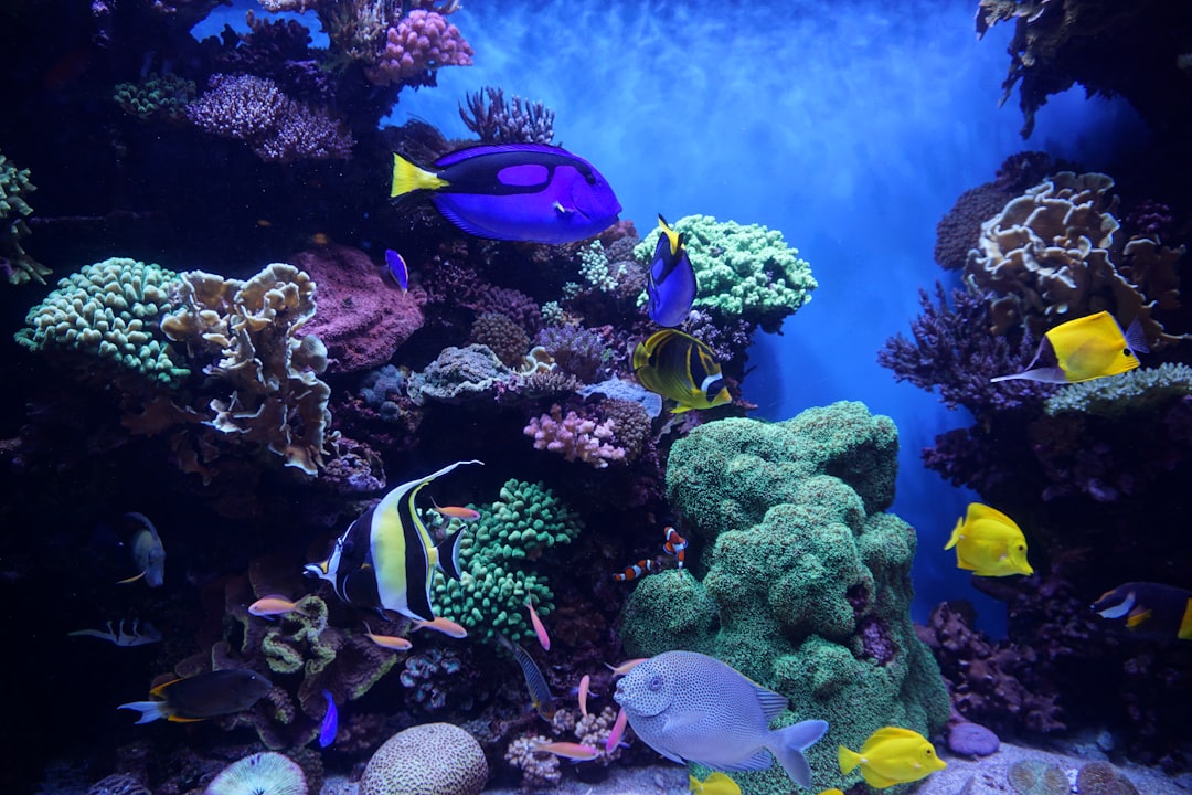 Exotic Fish