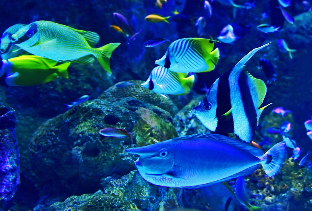 Aquarium Background