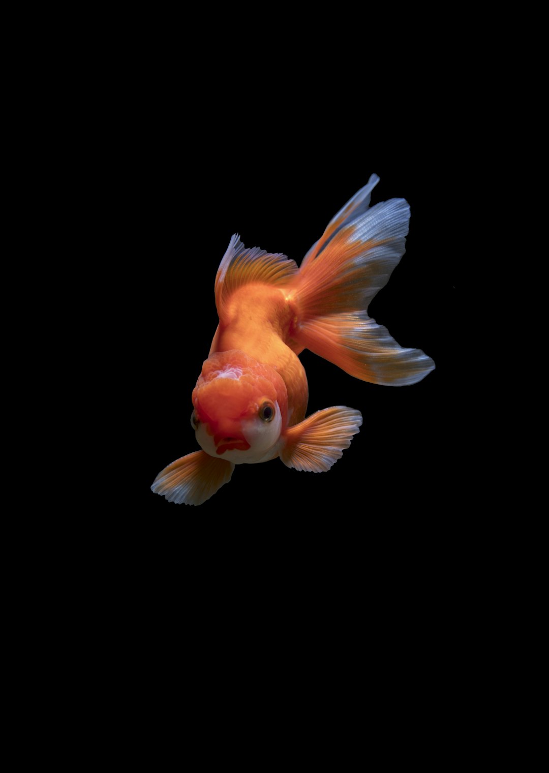 Reel 4