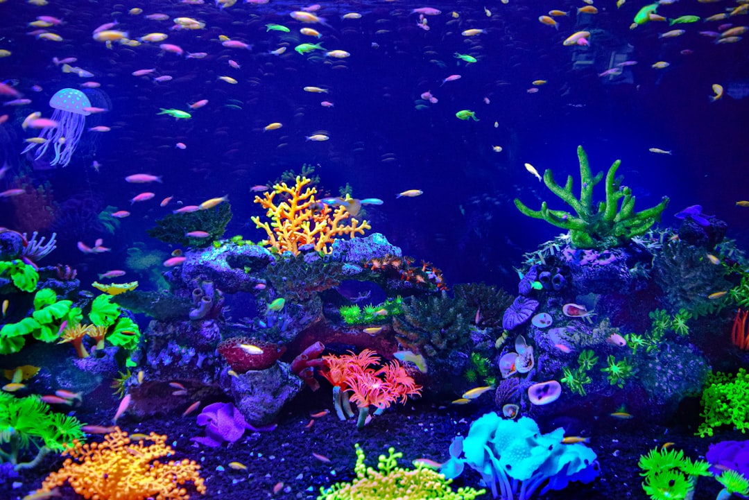 Custom Aquascaping