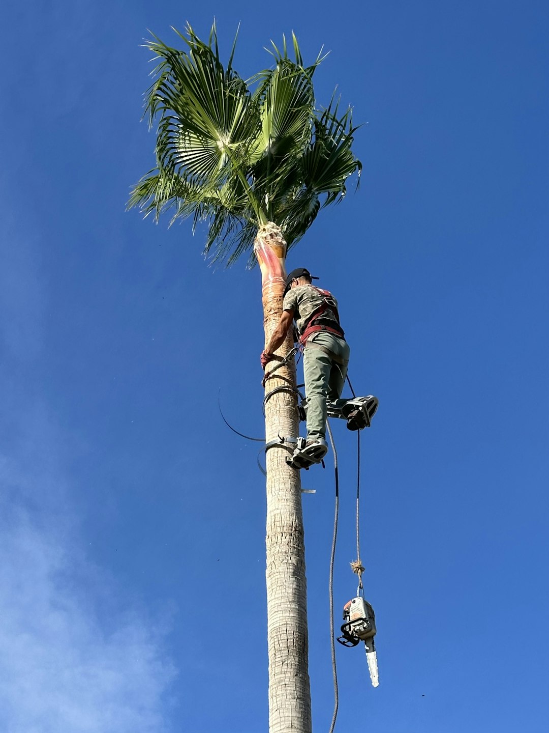 Tree Removal