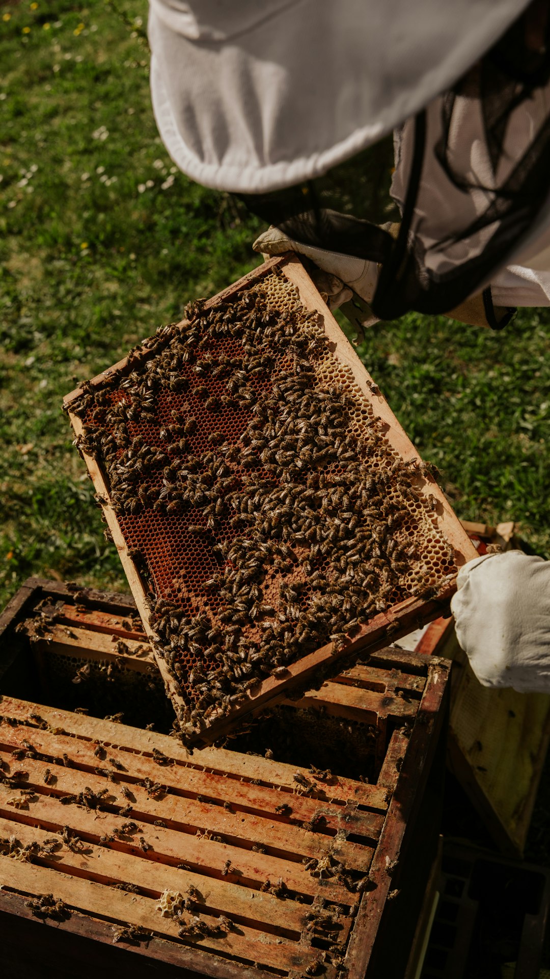 Beekeeping Tools