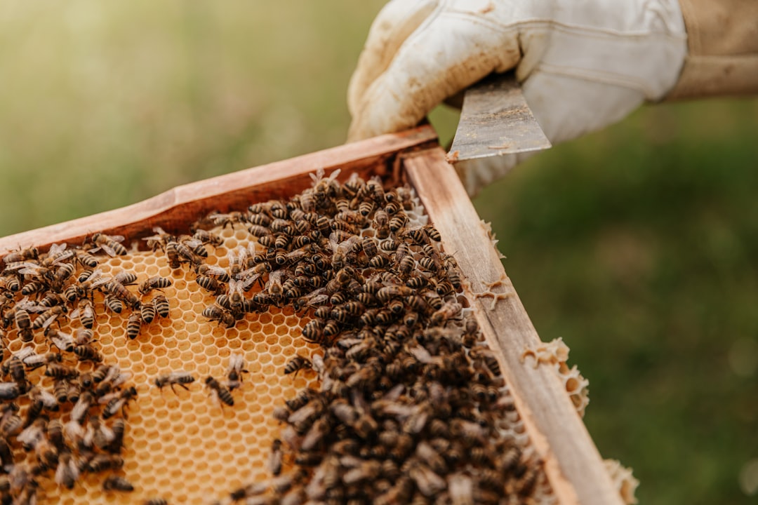Pollinator garden