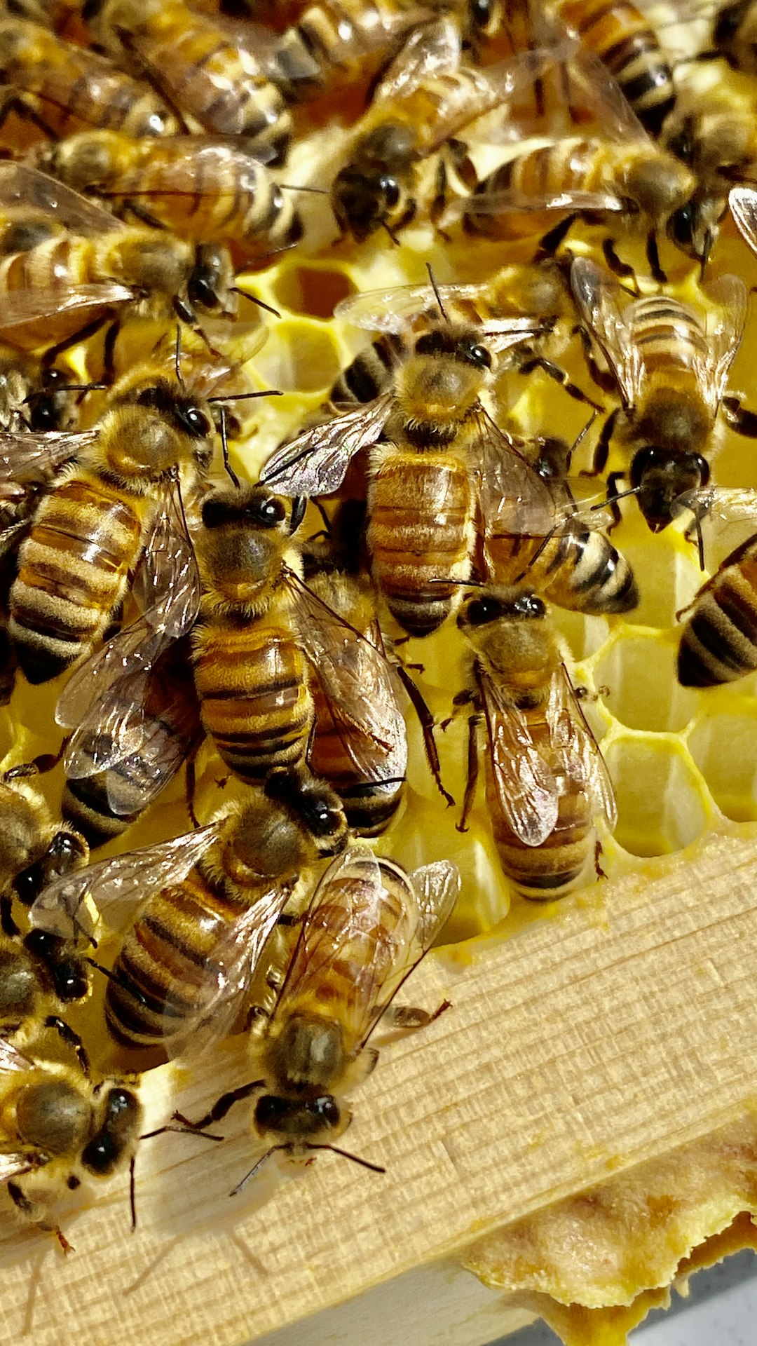 Beekeeping Landscape