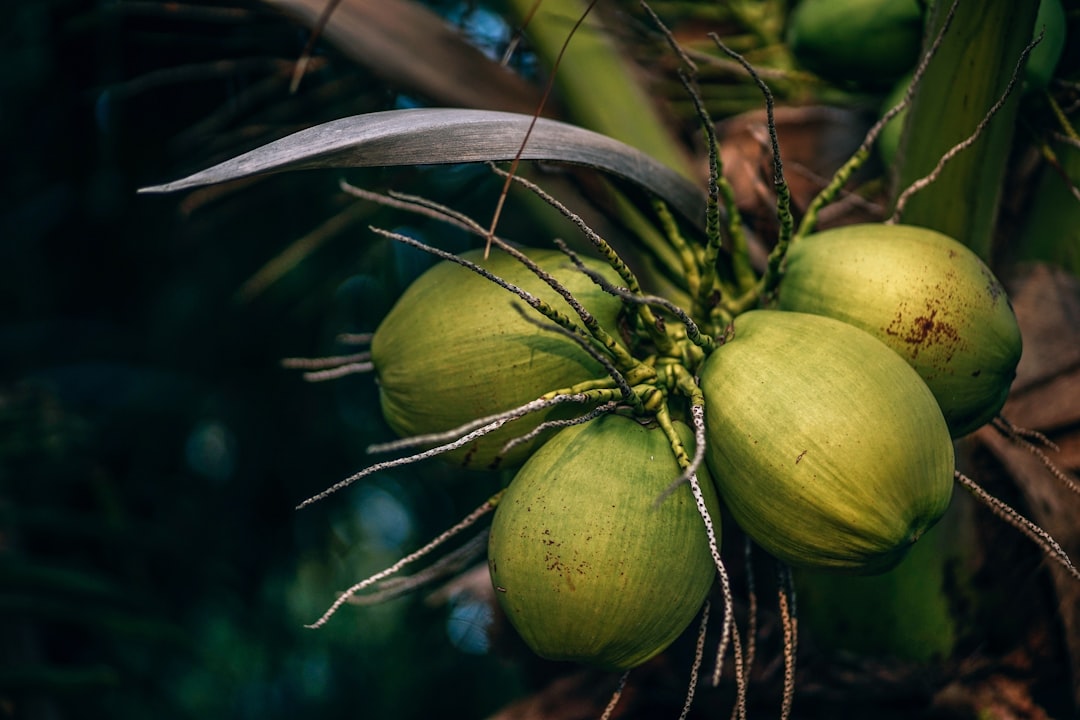 Tropical Zest