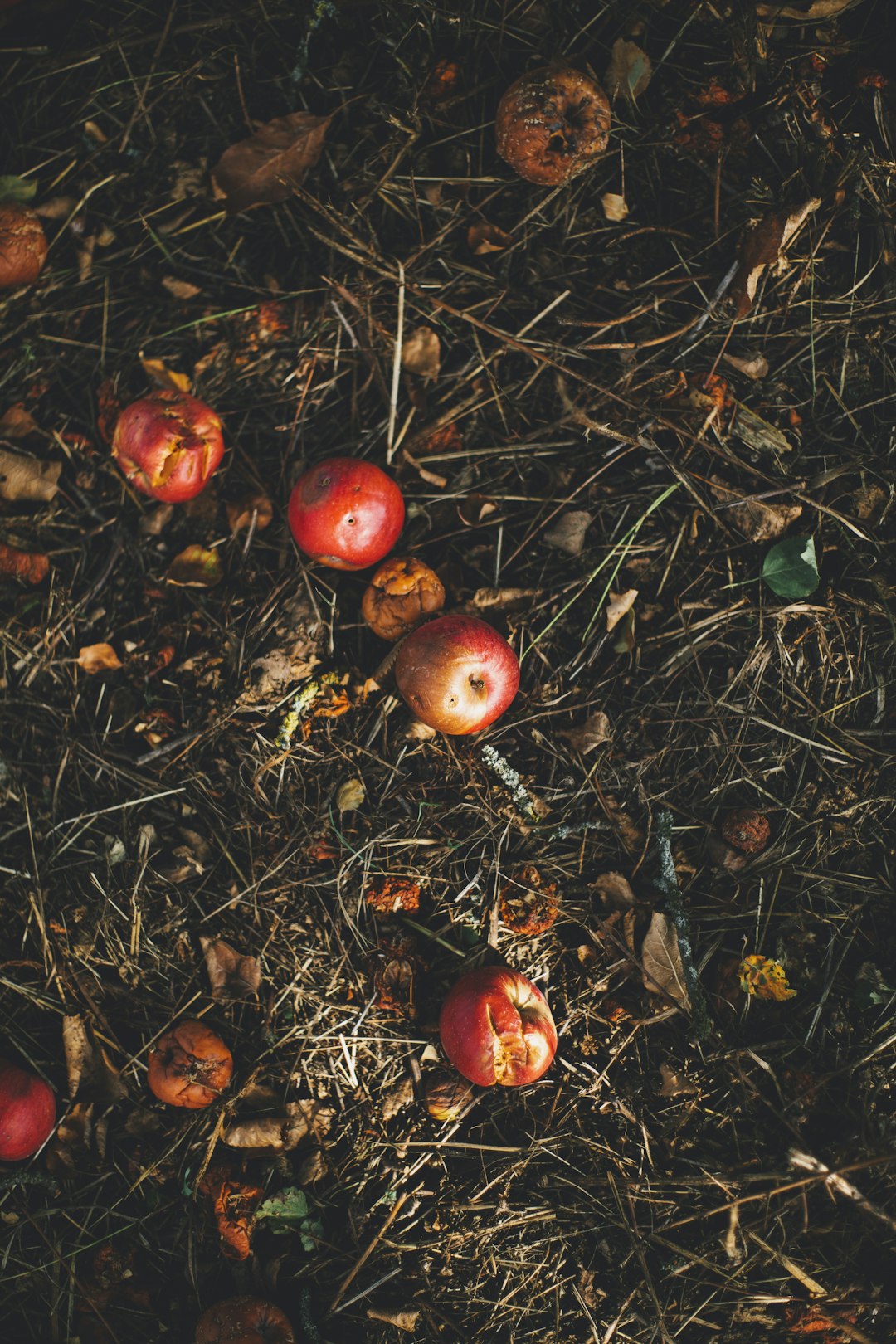 Residential Composting