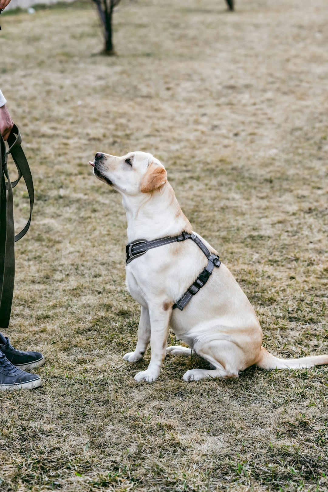 Dog training detail