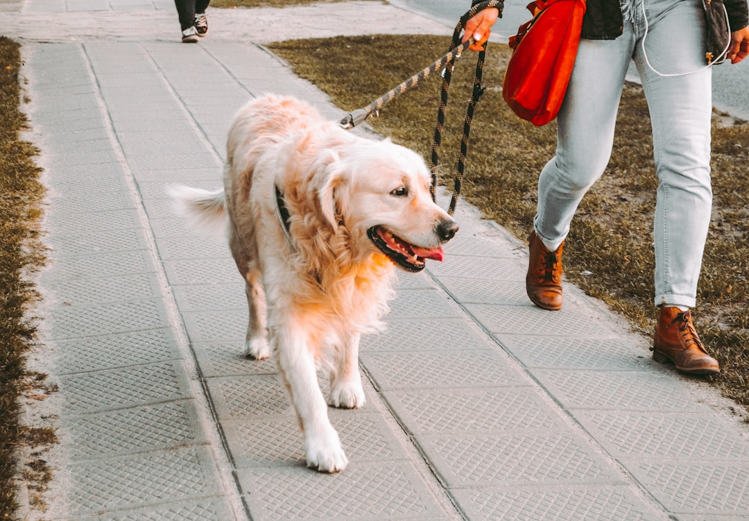 Daily Walks