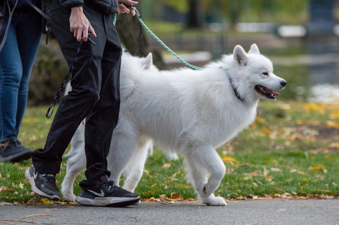 Solo Walk