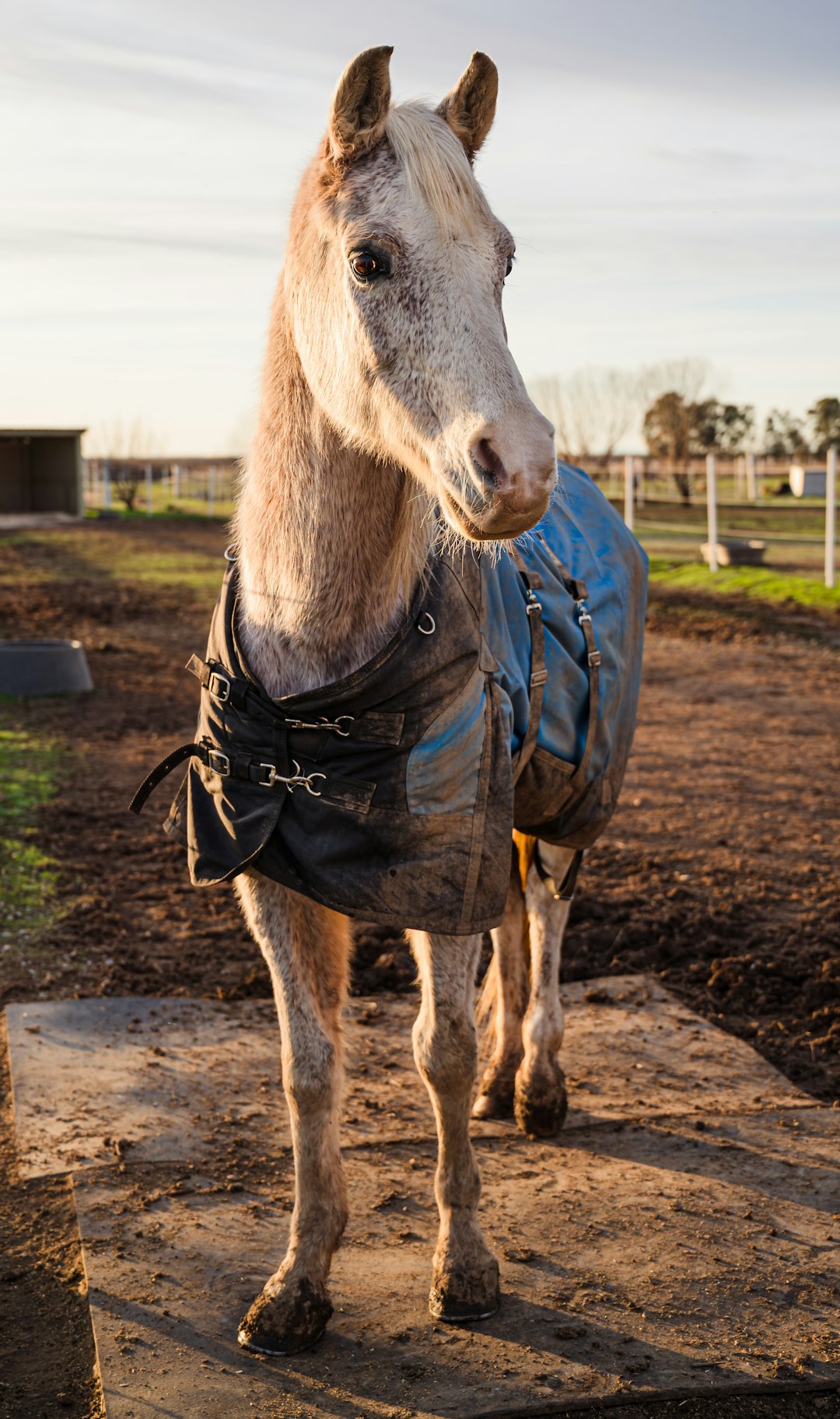 Equine Background