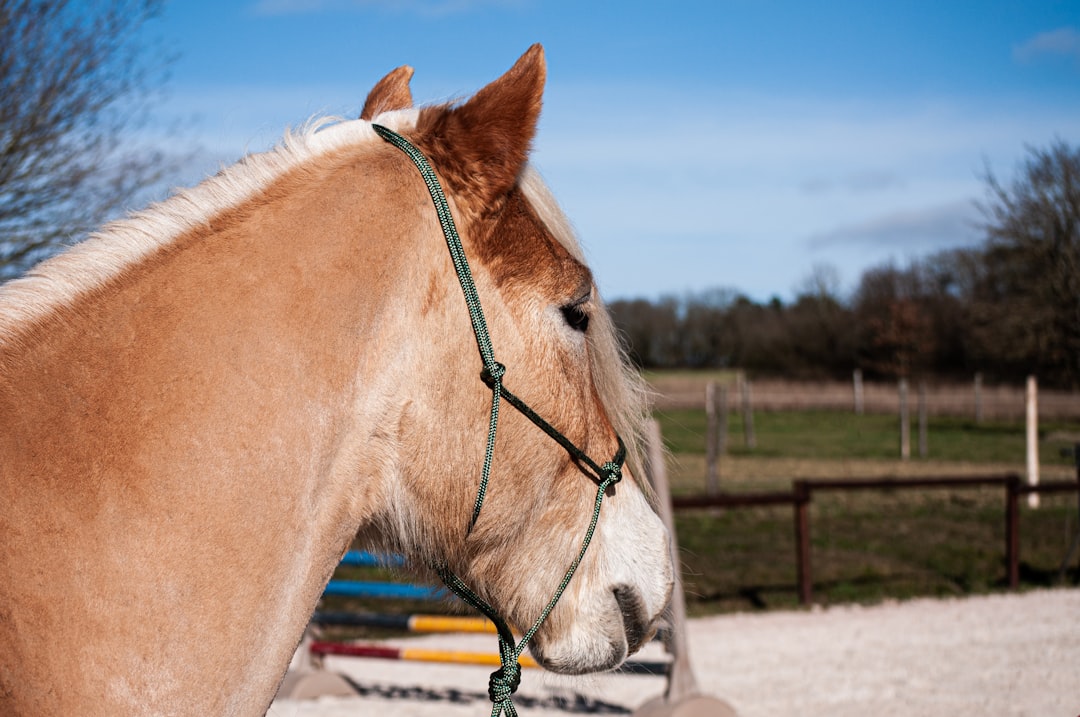 Horse and human connection
