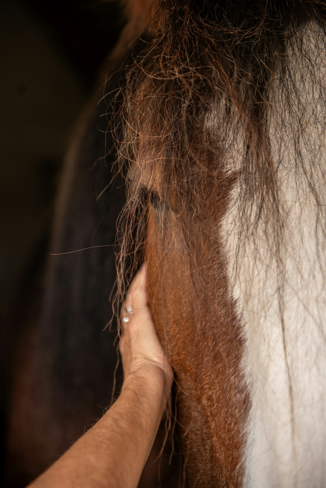Sensory Integration