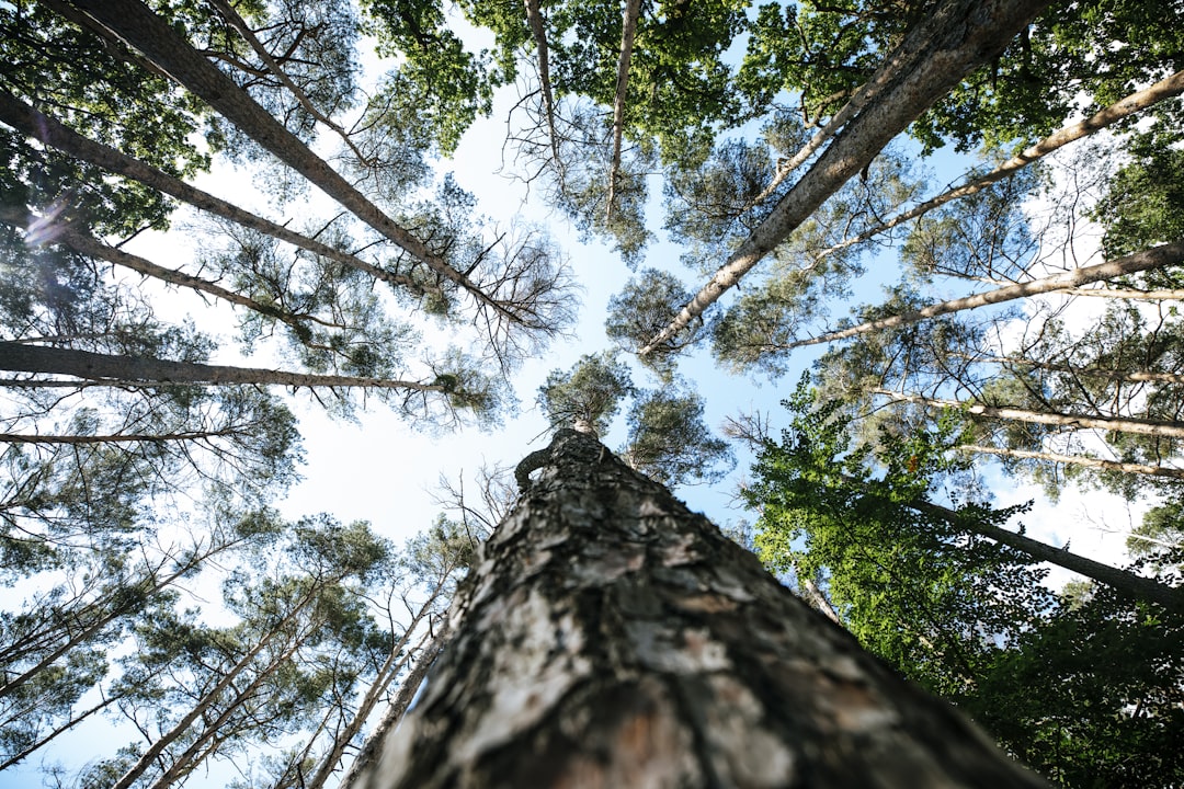 Tree Pruning