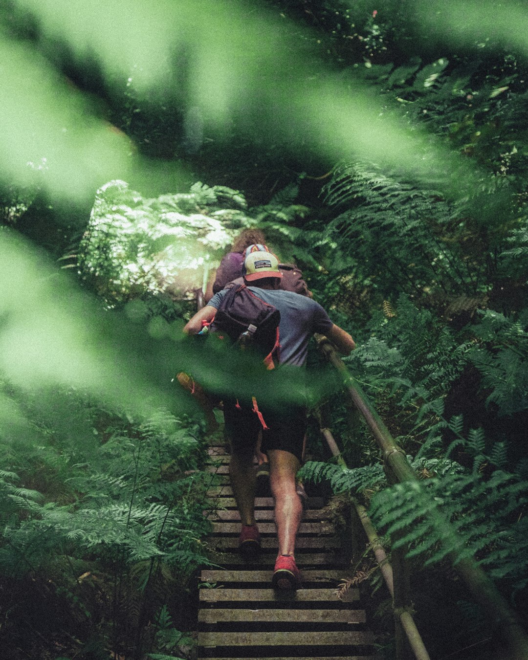 Forest hiking