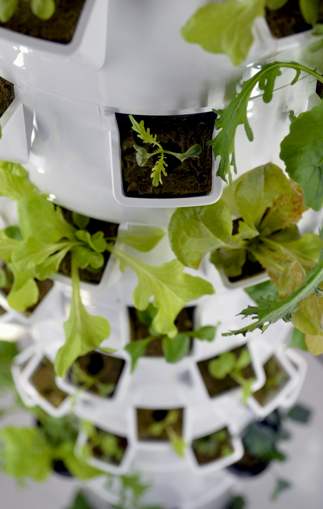 Hydroponics System