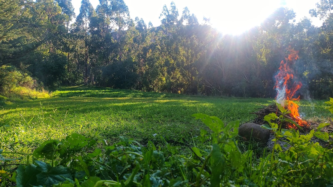 Lot Clearing