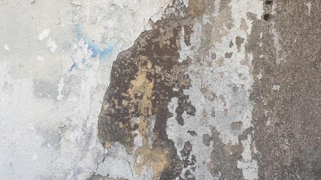Mold Inspection
