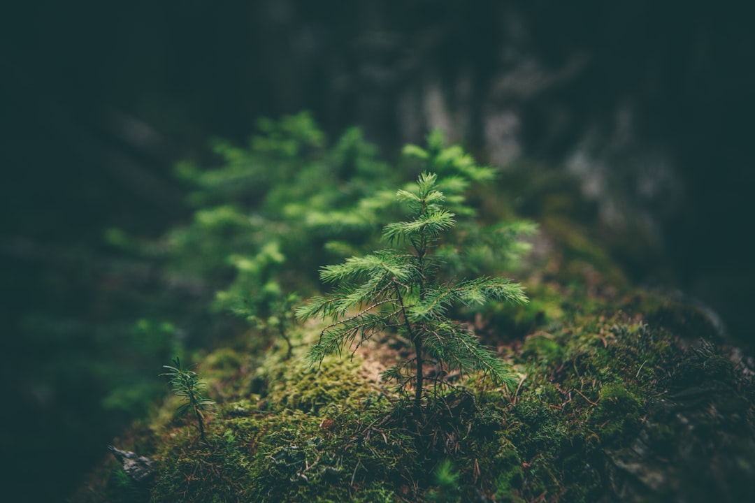 Seasonal Planting