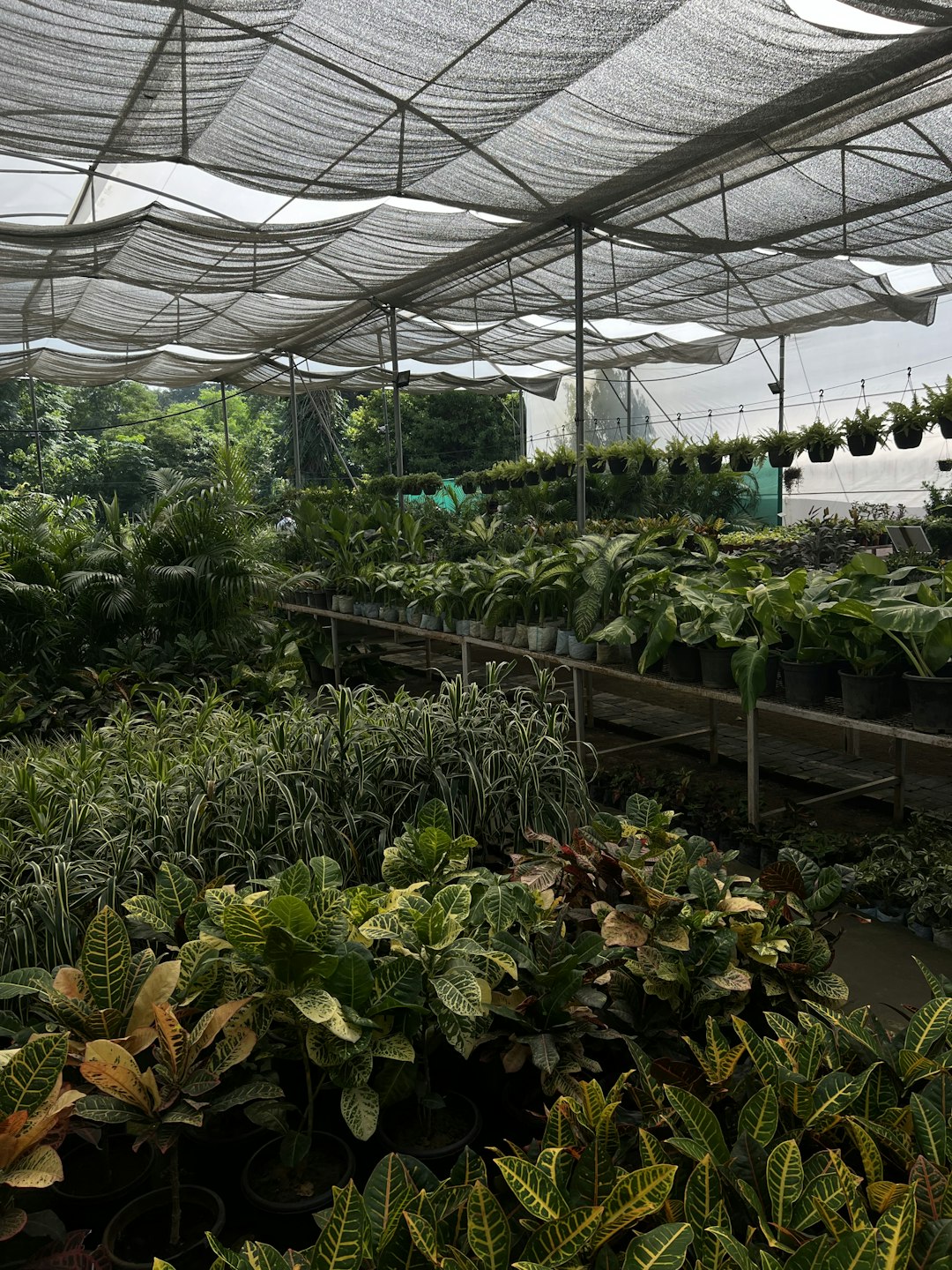 Indoor Plants