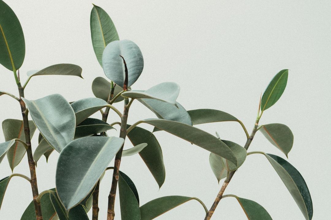 Lush tropical plants