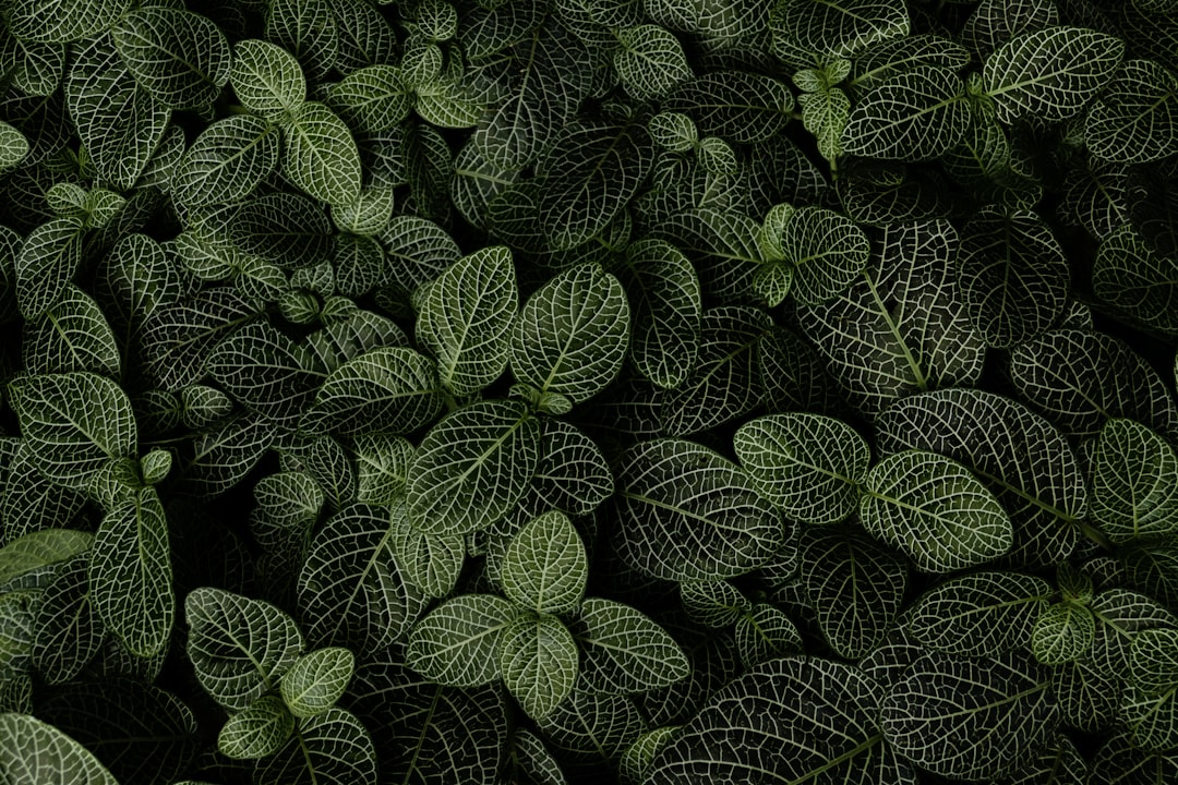 Rare Plants