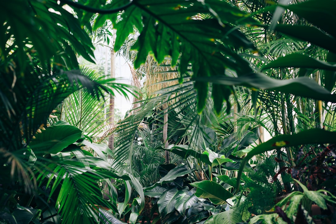 Plant Care