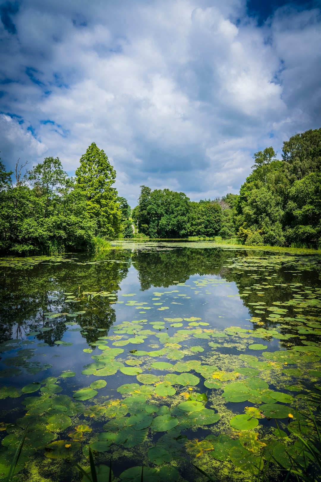 Pond Detail