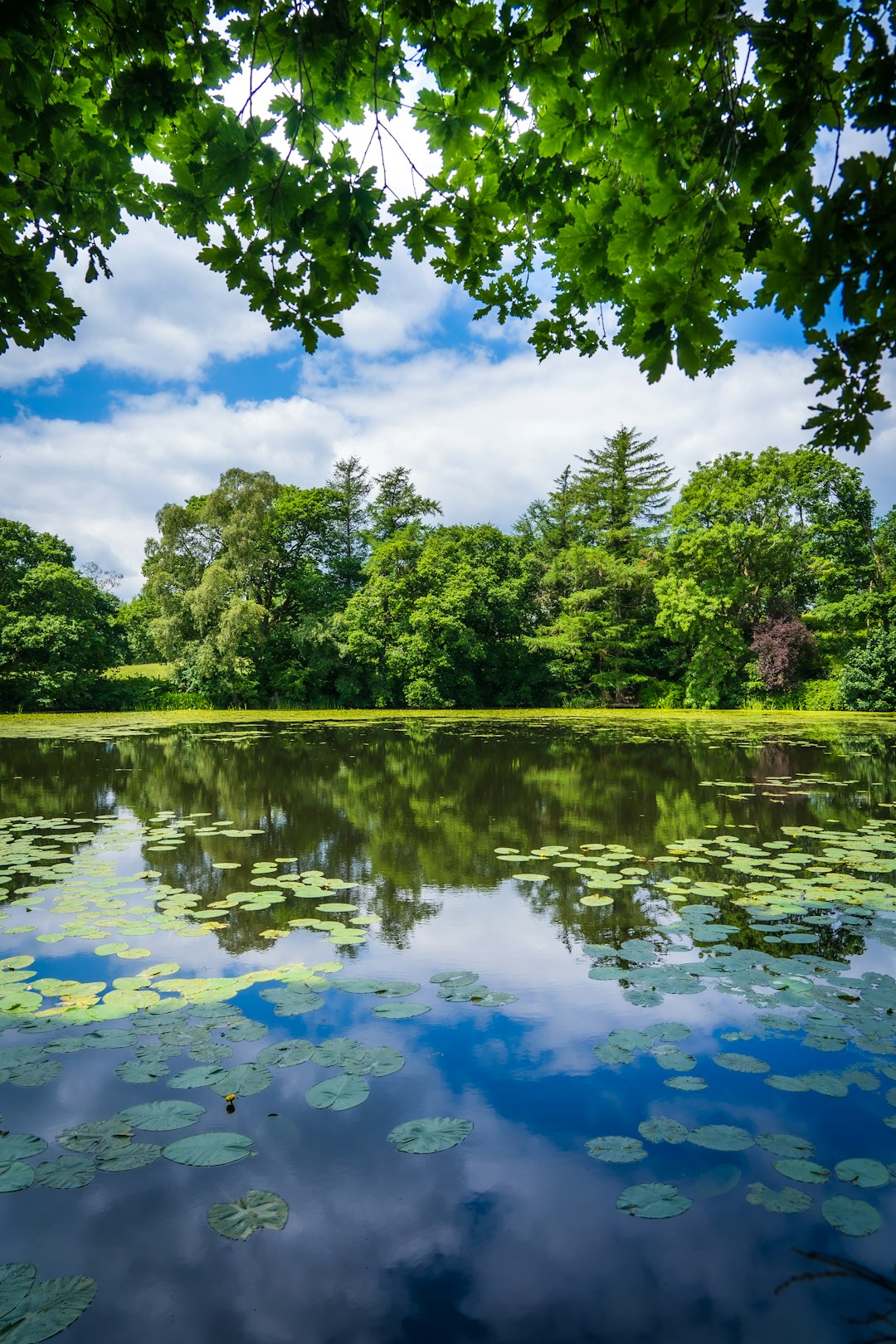 Luxury Pond