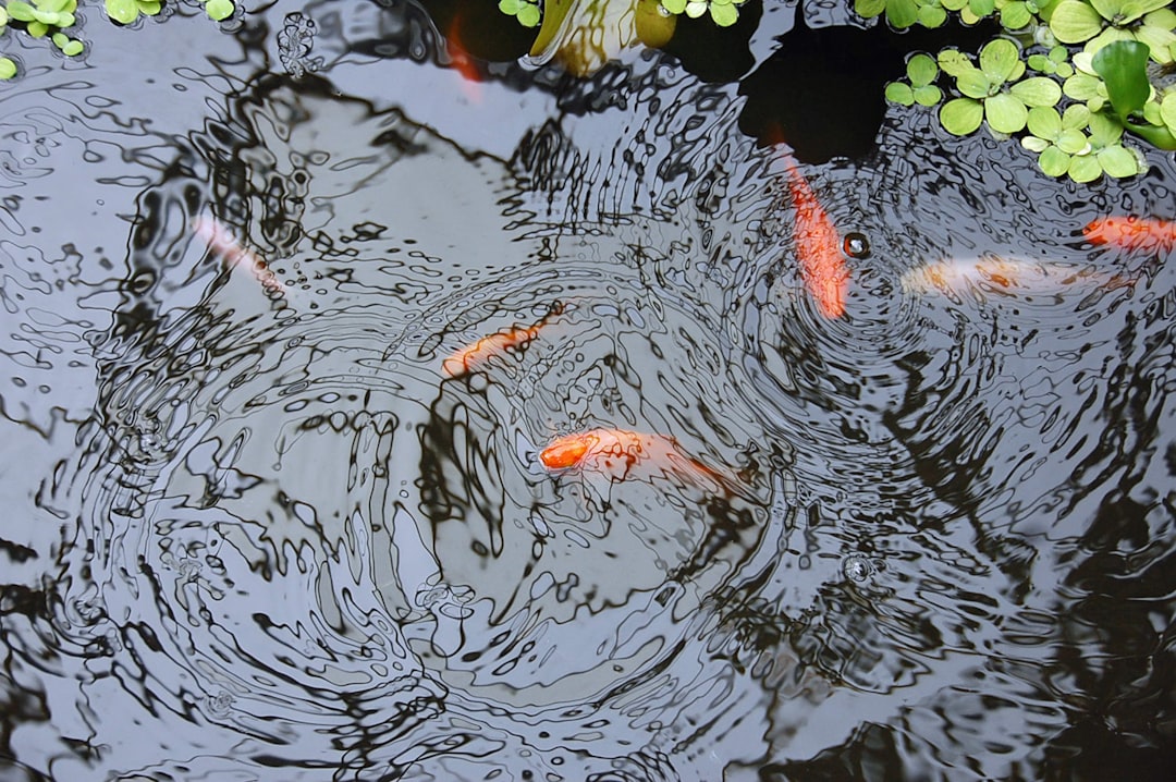 Pond Design