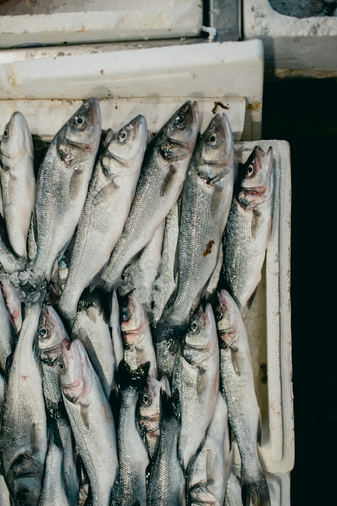 Fresh Seafood