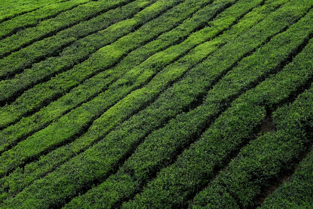 Tea Leaves