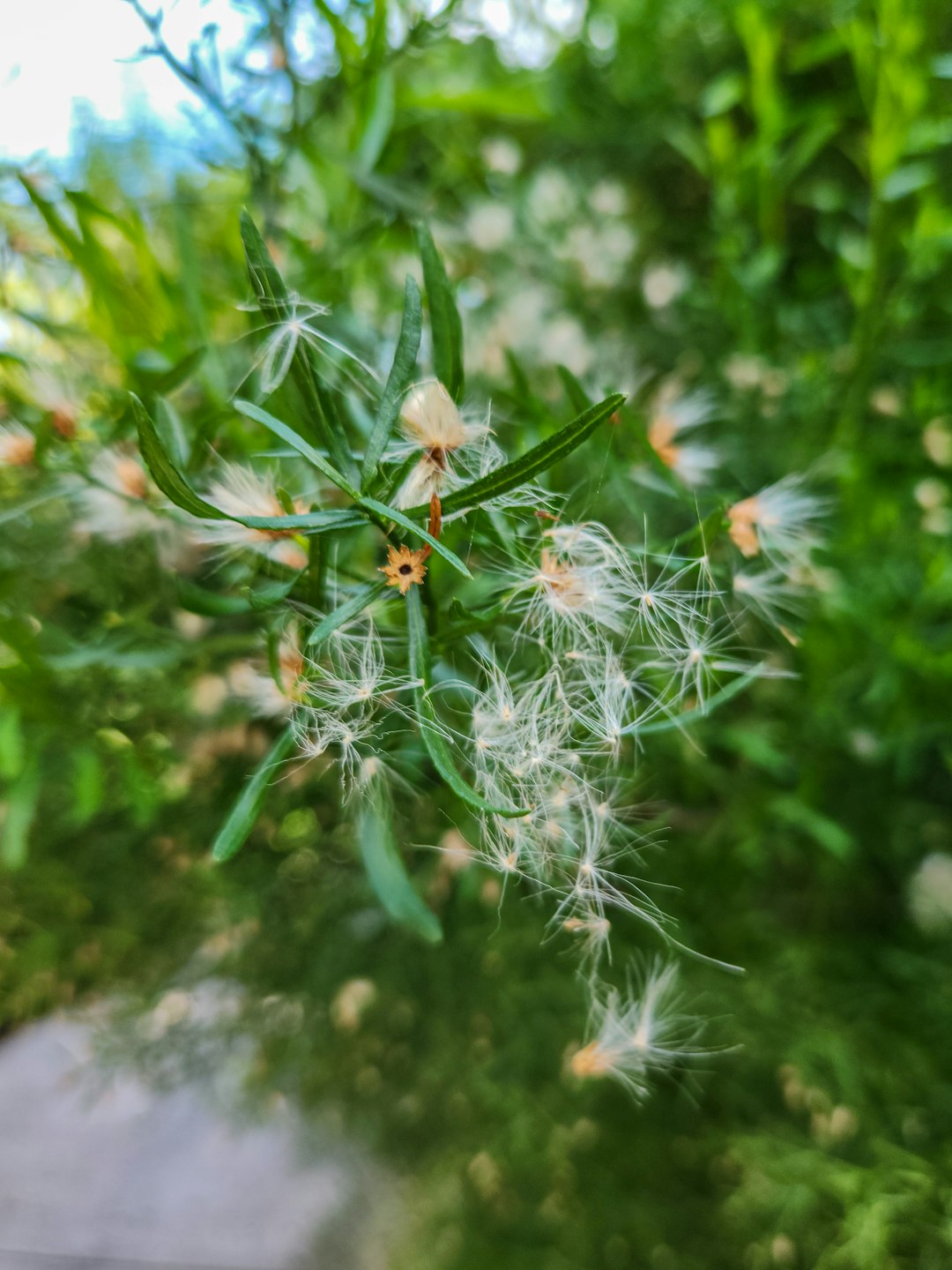 Weed removal