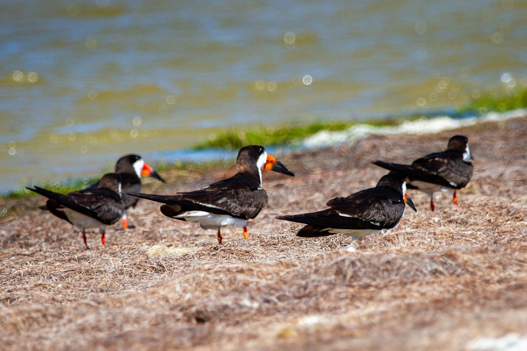 Bird Control