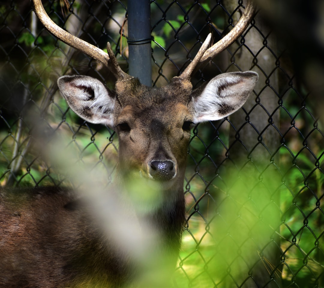 Wildlife in nature