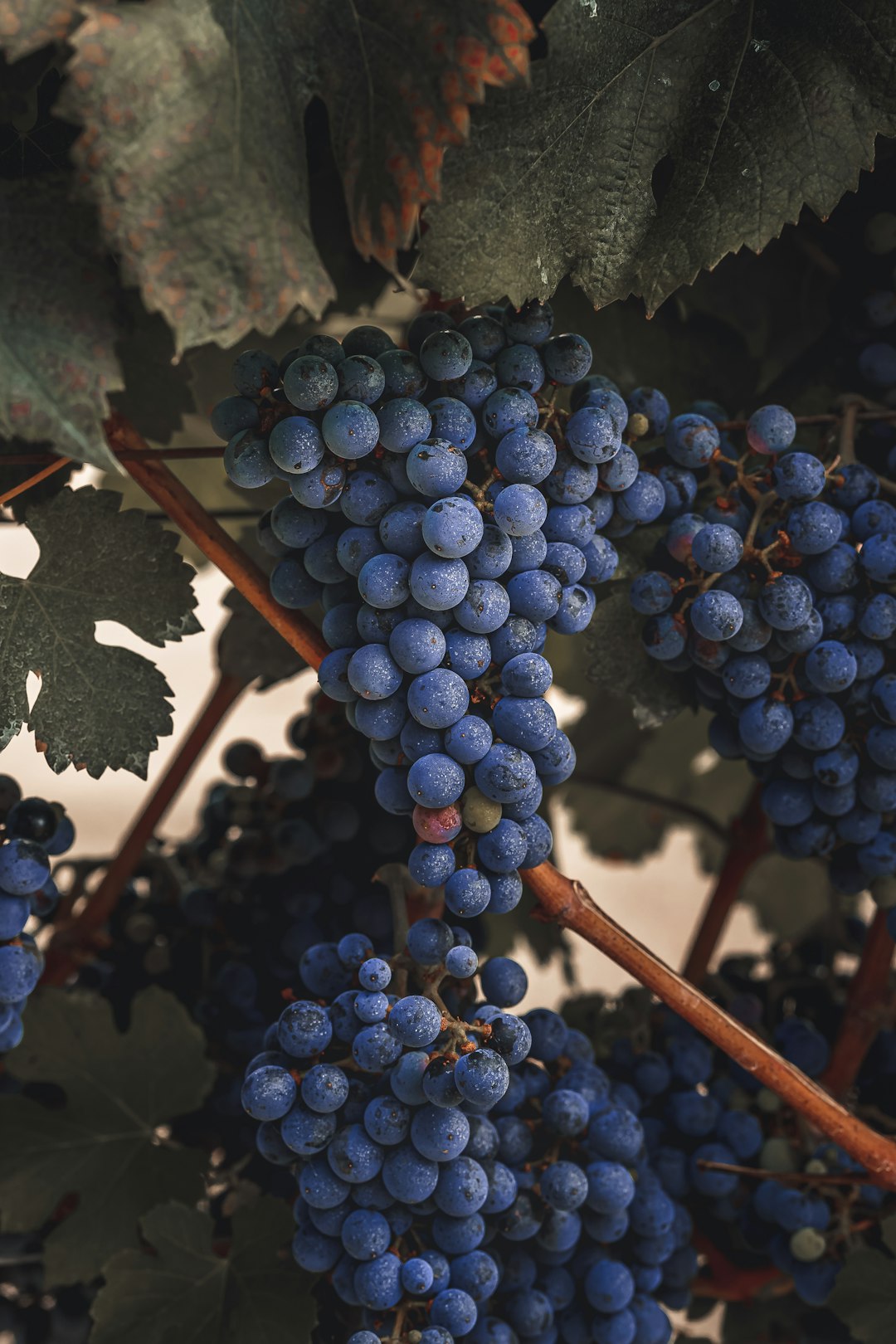 Tasting