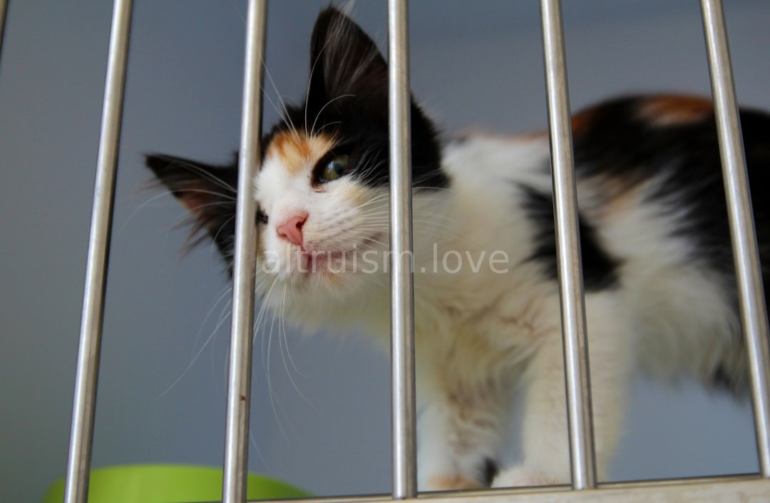 Adoption