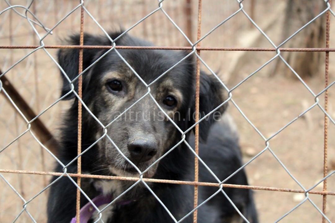 Sanctuary Resident