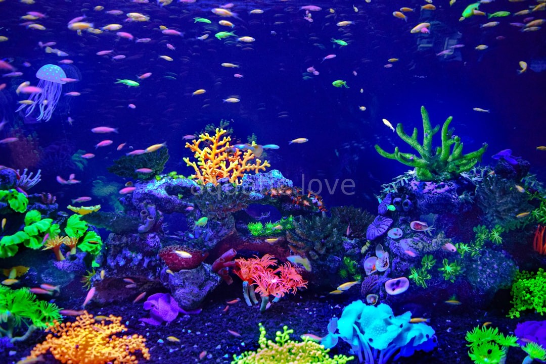 Aquascaping