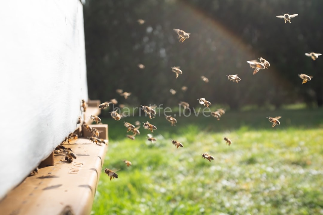 Hive Setup