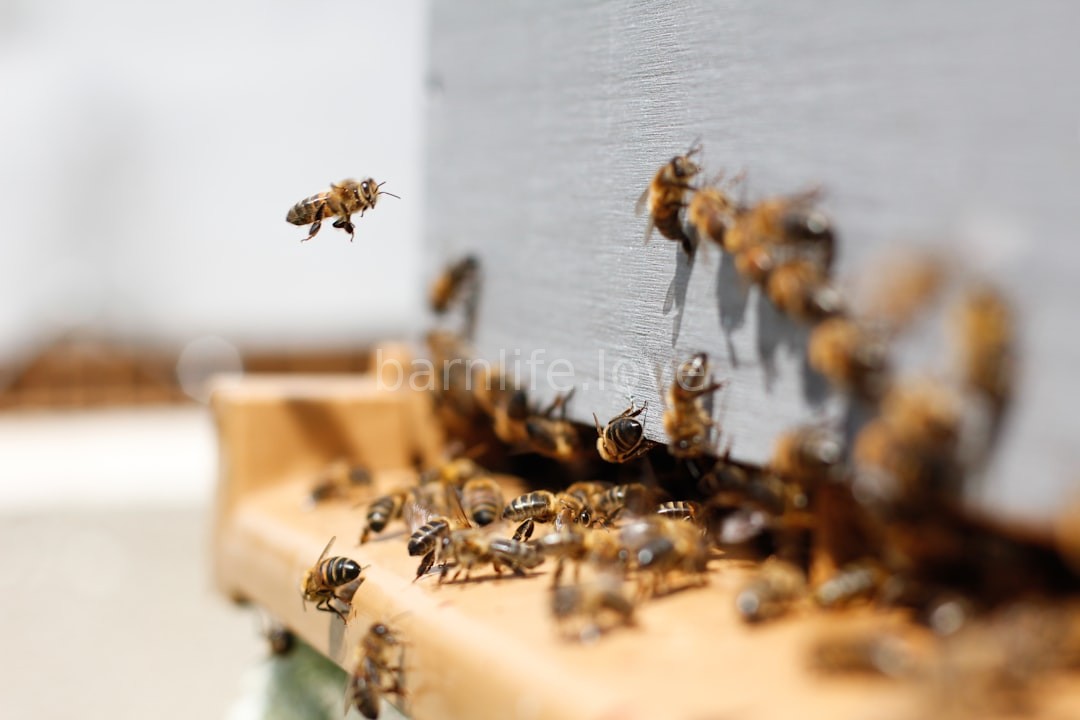 Beehive in sunlight