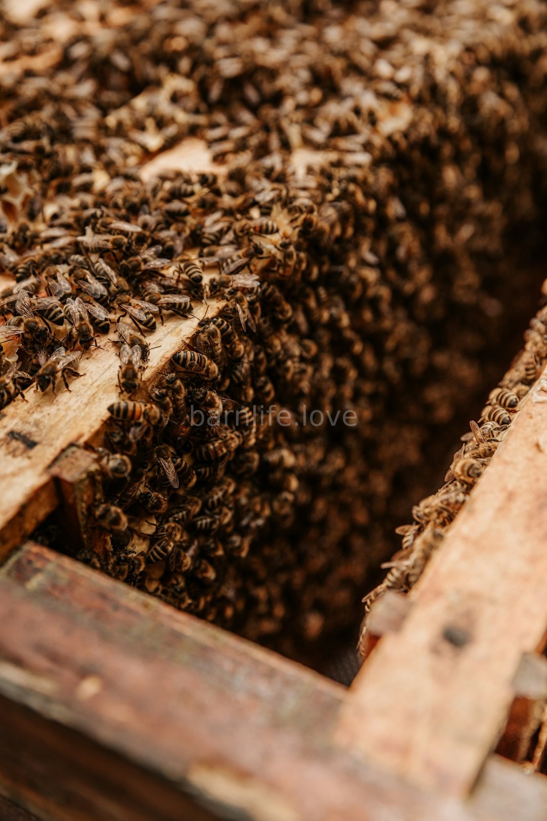Raw honey