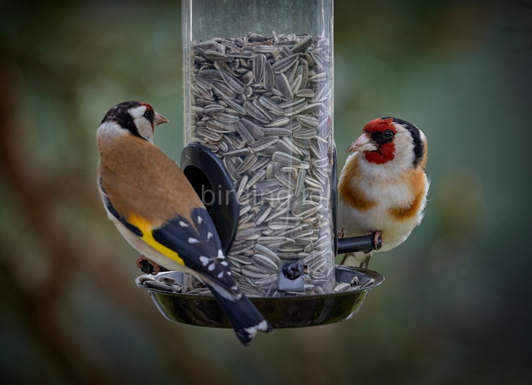 Bird Guides