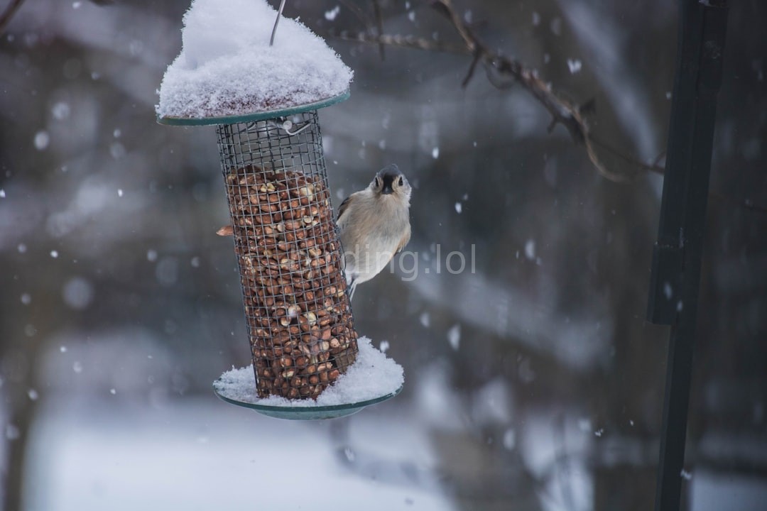 Bird watching sanctuary