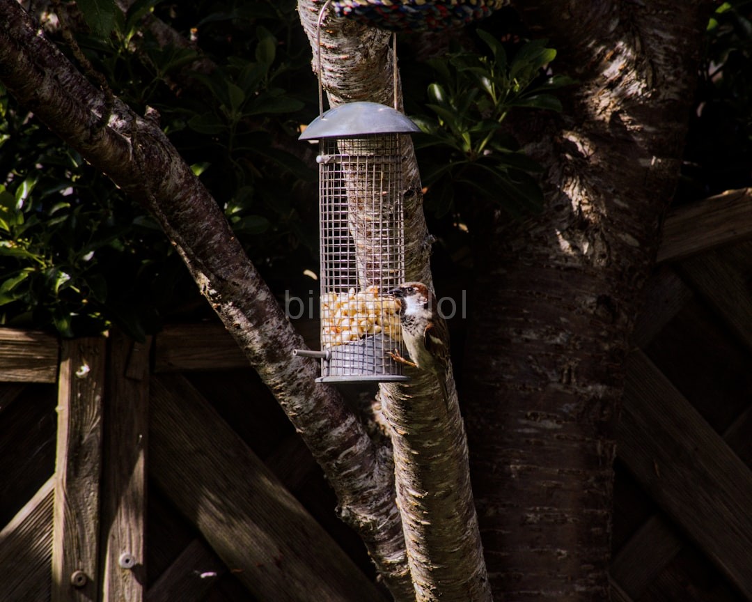 Premium Bird Feeders