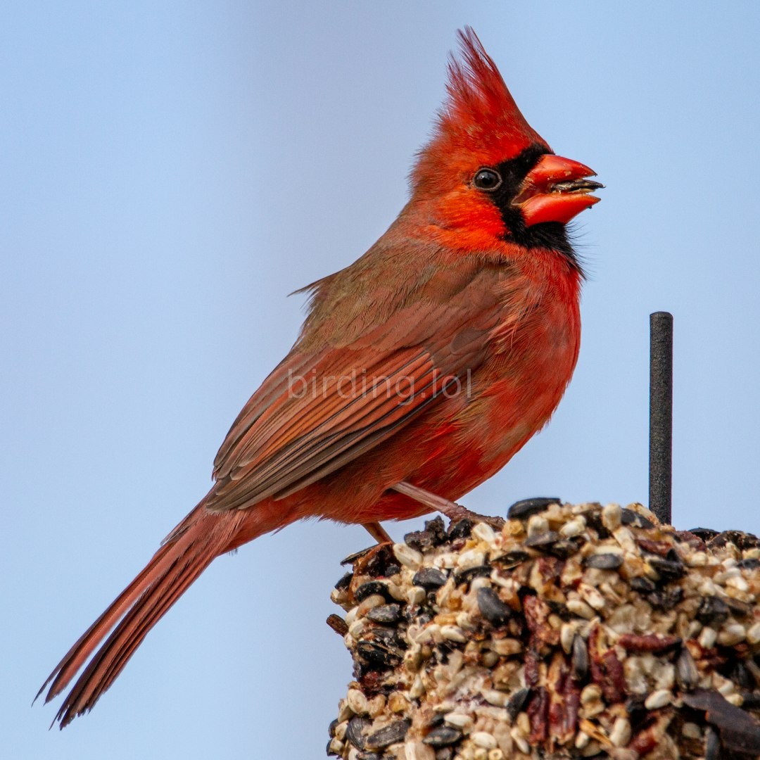 Bird Sanctuary