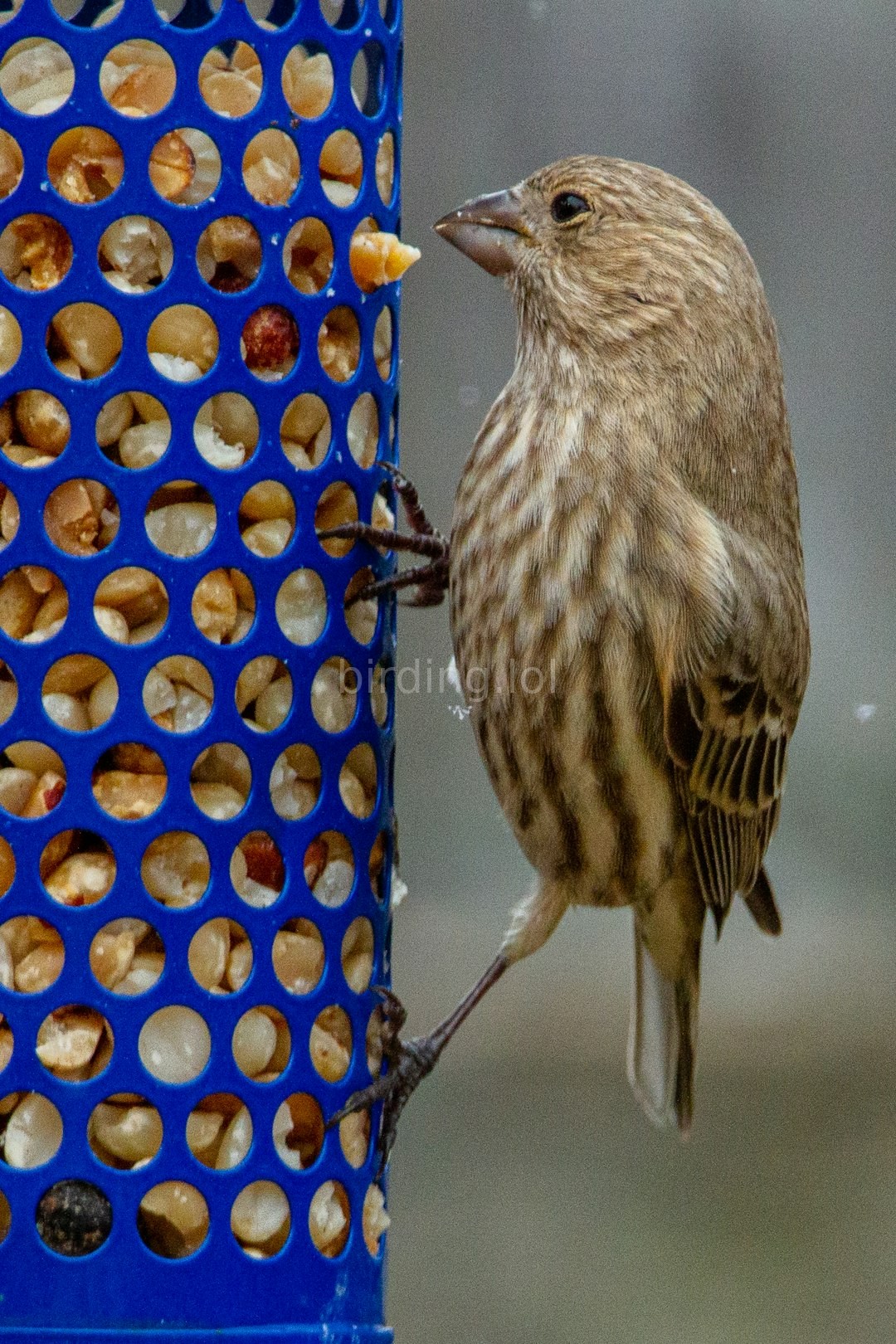 Bird sanctuary