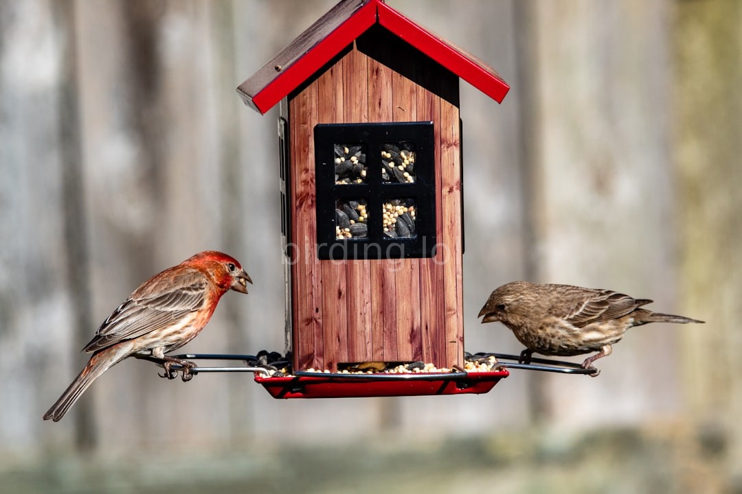 Marsh Bird Habitat