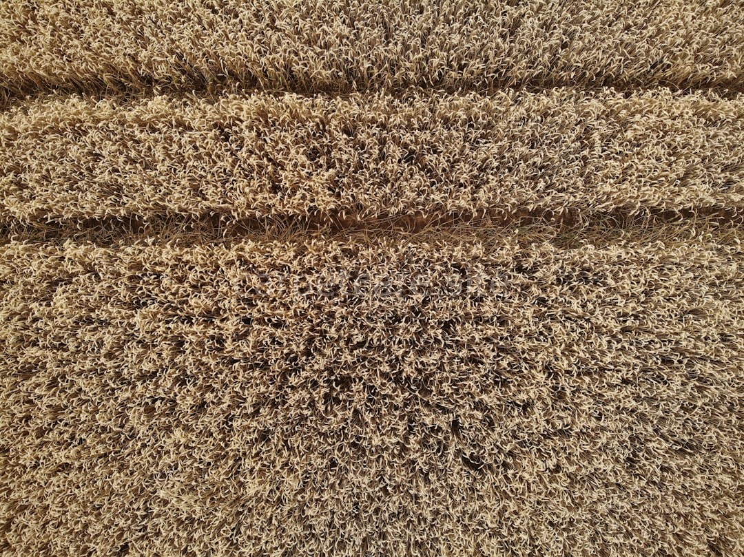 Luxury Carpet Texture
