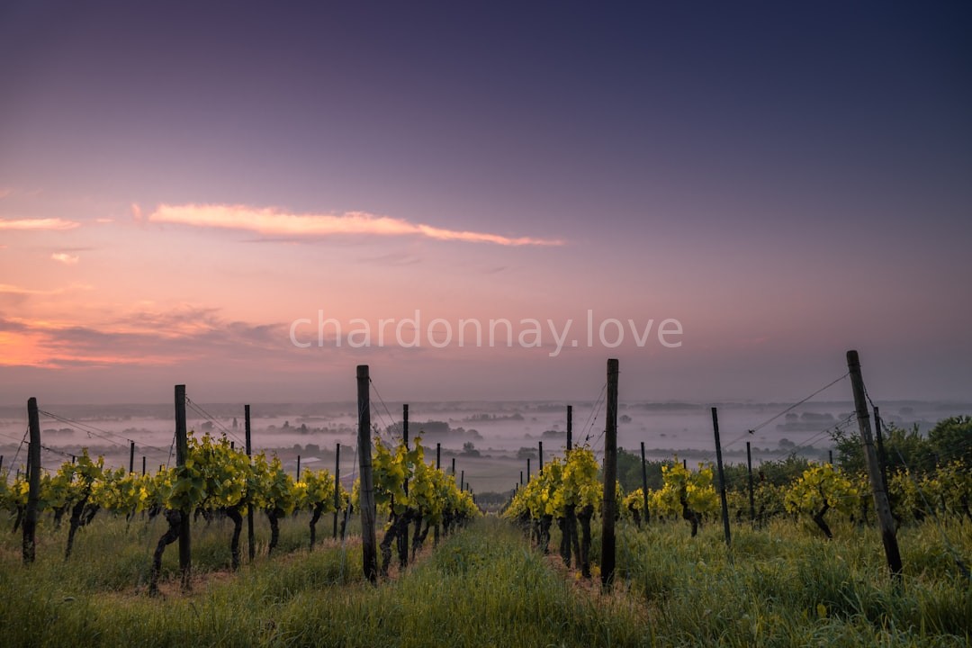 Spumante Vineyard