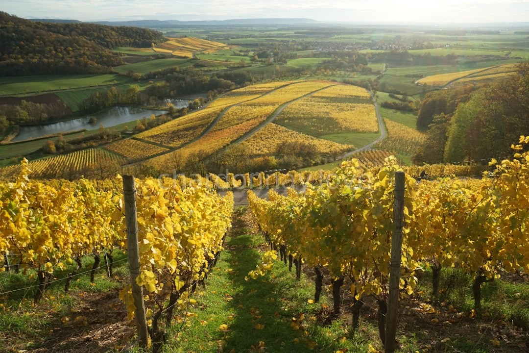 Premium Vineyard